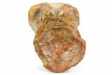 Fossil Spinosaurus Dorsal Vertebra Centrum - Morocco #367603-2